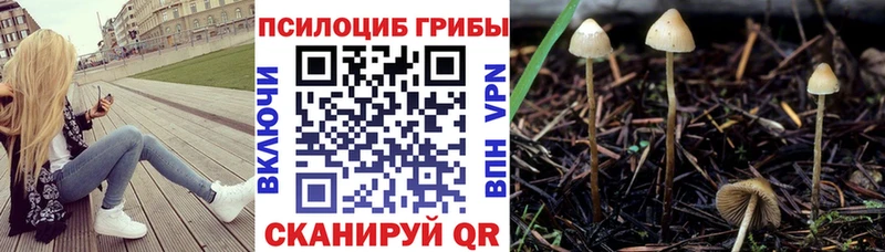 Галлюциногенные грибы Psilocybe  закладки  мега вход  Нальчик 